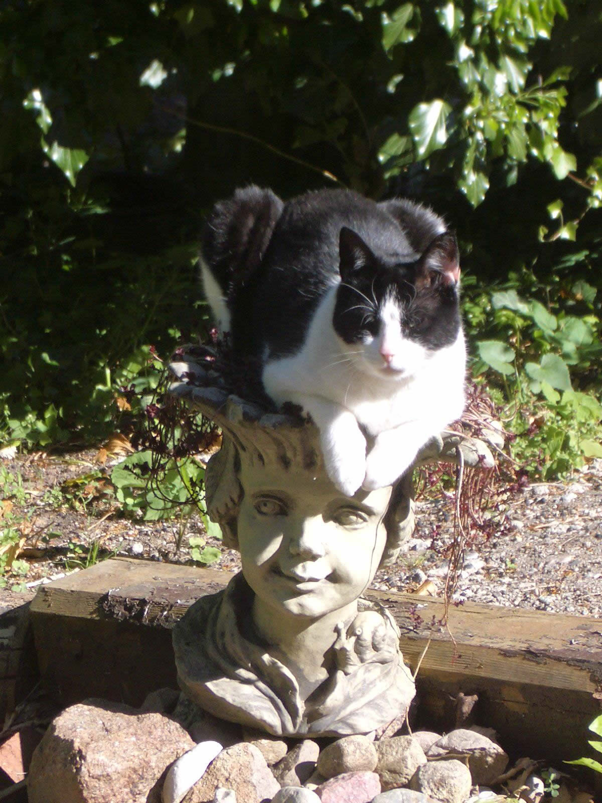 Header image